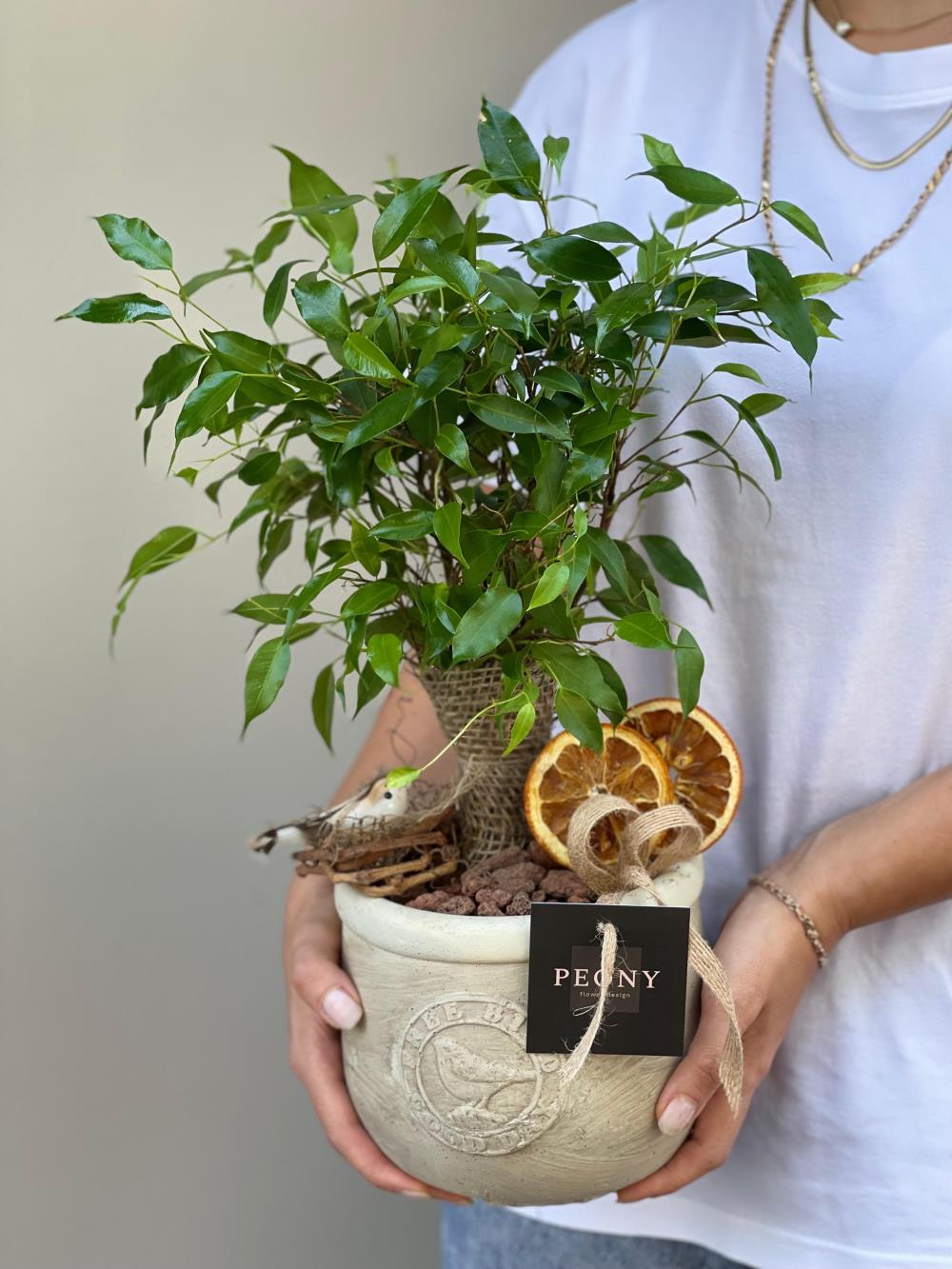 Ficus Benjamina